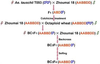 An Advanced Backcross Population through Synthetic Octaploid Wheat as a “Bridge”: Development and QTL Detection for Seed Dormancy